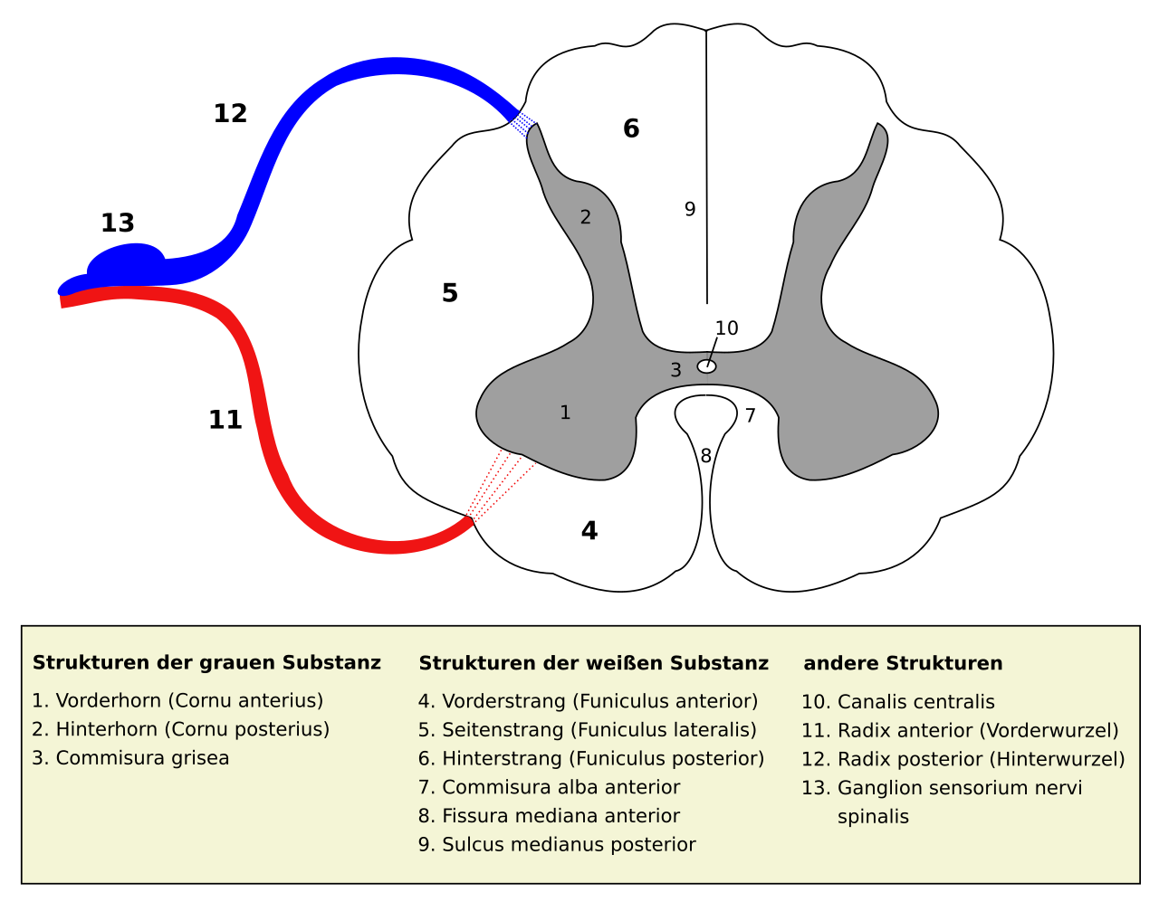 Medulla_spinalis_-_Querschnitt_-_German_and_Latin.svg