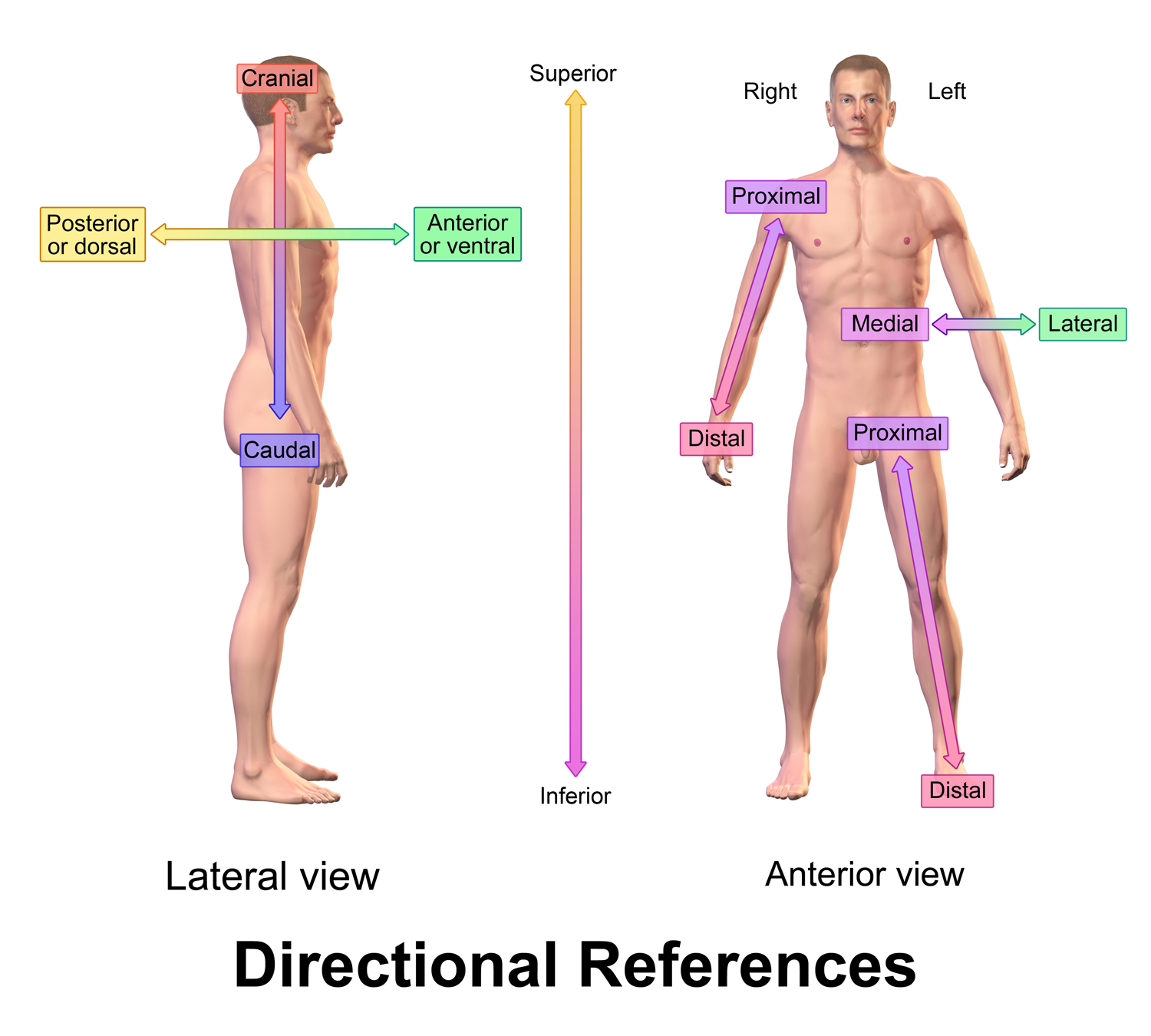Blausen_0019_AnatomicalDirectionalReferences