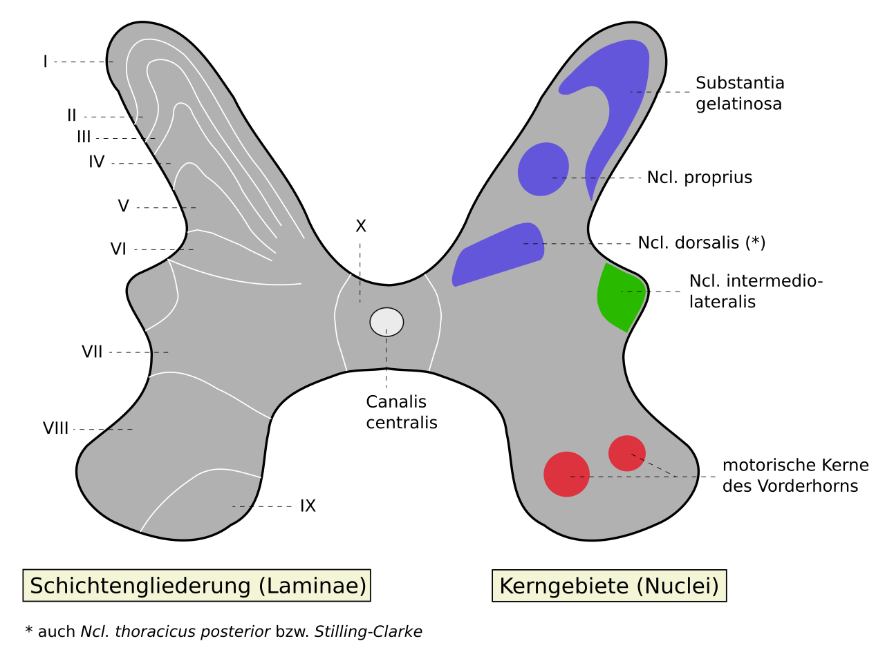 Medulla_spinalis_-_Substantia_grisea_-_German.svg