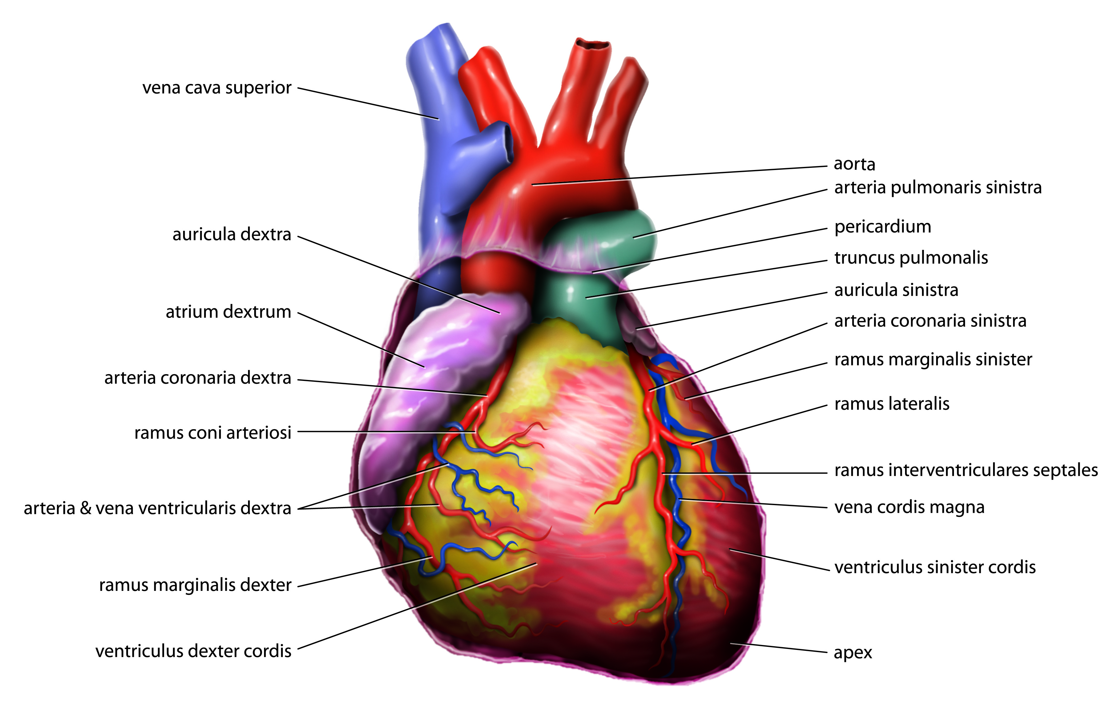 Anatomy_Heart_Latin_Tiesworks