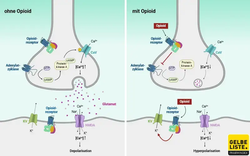 opioide